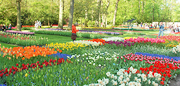 A small portion of the magnificent flower garden at Keukenhof, Lisses, Holland. http://www.enjoy-europe.com/MorePatches-s.jpg