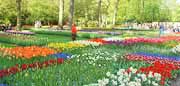 A small portion of the magnificent flower garden at Keukenhof, Lisses, Holland. http://www.enjoy-europe.com/home/MorePatches-s-3.jpg