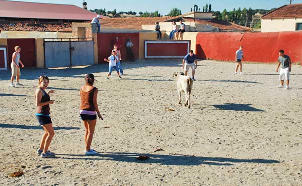 Stephanie and Universidad de Salamanca classmates in Spain taunt a baby bull.