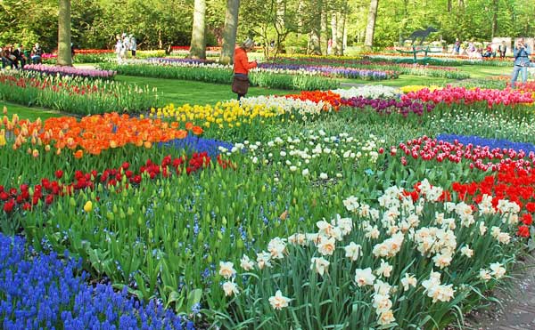 This is a peek at the 70 acres of beauty at Keukenhof, Lisse, Nederland.