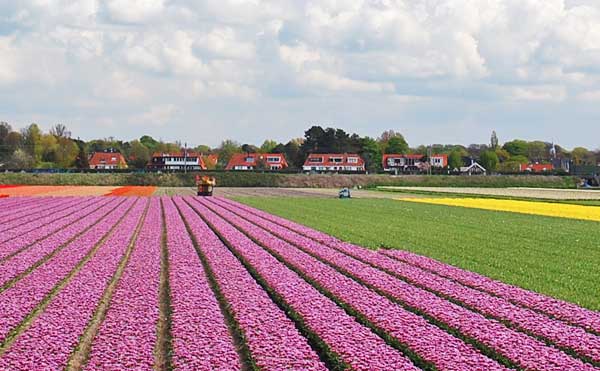 Purple Tulip Field